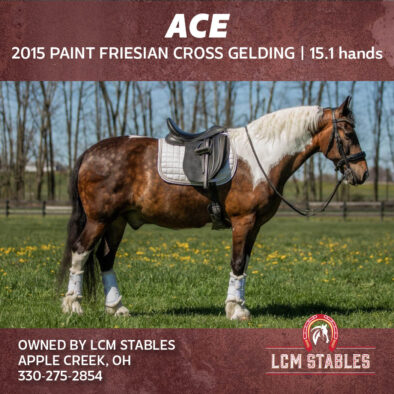 Ace, 2015 Friesian Paint Gelding | Apple Creek, Ohio