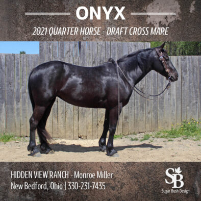 Onyx, 2021 Quarter Horse Draft Cross Mare