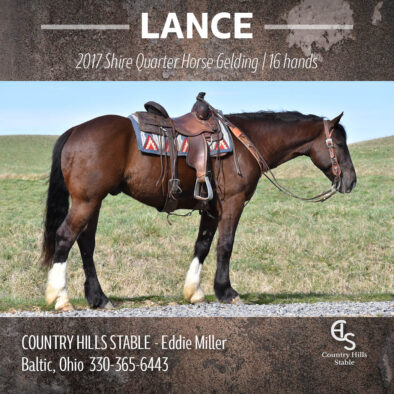 Lance, 2019 Shire Quarter Horse Gelding
