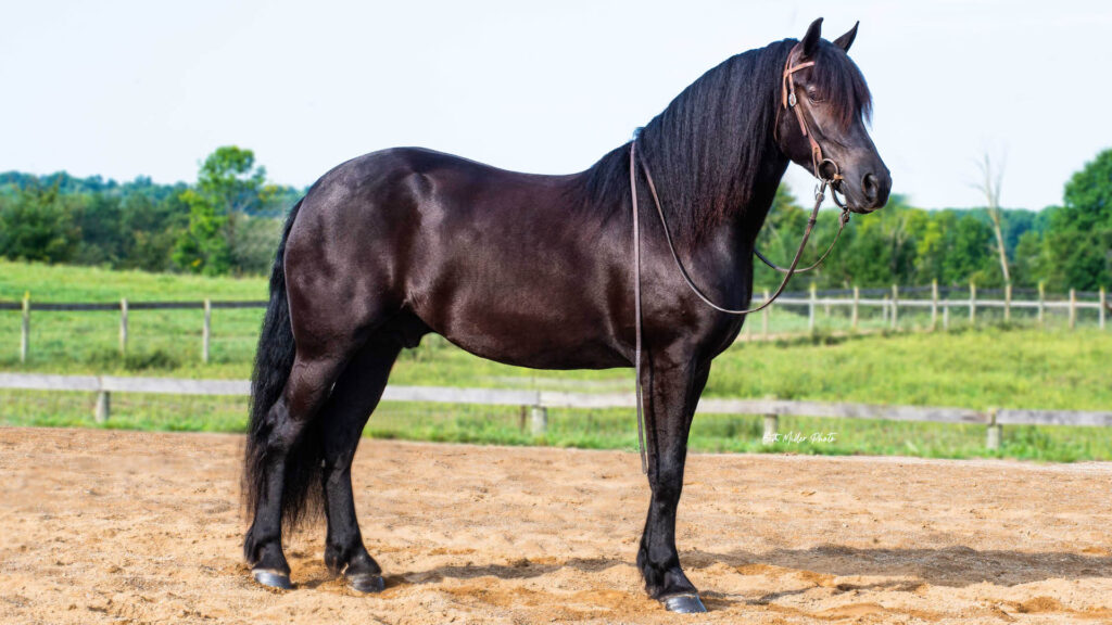 Finley, 2020 FBHR Friesian/Percheron-Welsh Gelding