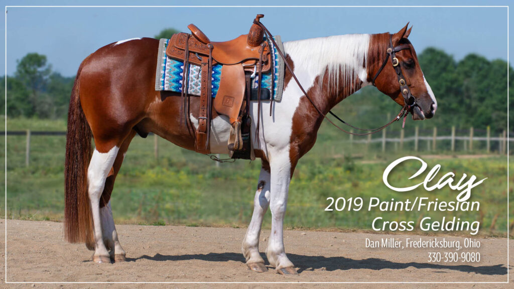 Clay, 2019 Paint Friesian Gelding