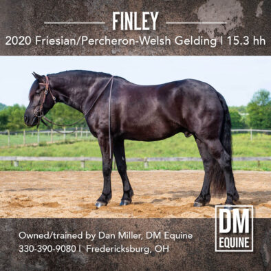 Finley, 2020 Friesian/Percheron-Welsh Gelding