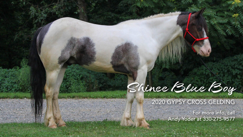 Blue Boy, 2020 Gypsy Cross Gelding