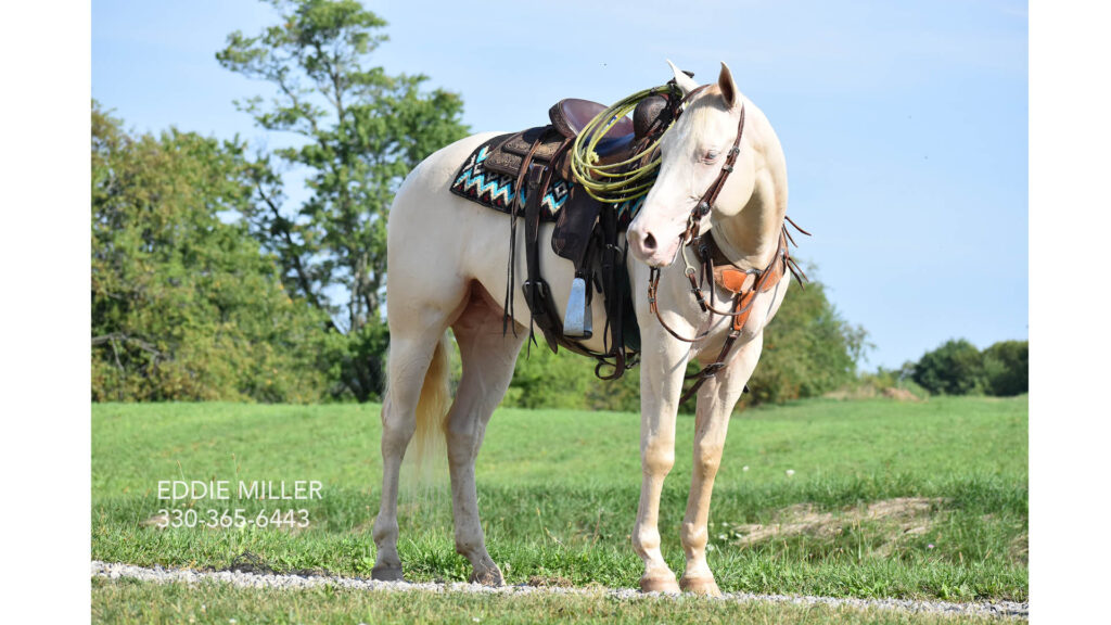 Positively Dunit, 2020 Perlino AQHA Gelding | Horseman's Mission Select Sale | Hip 9