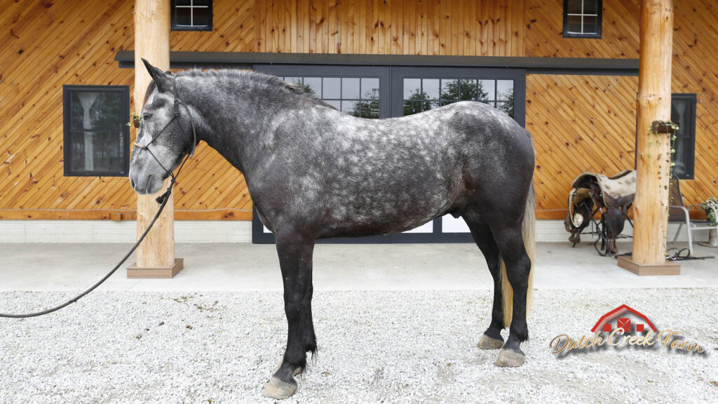 Mojo, 2020 Percheron Welsh Cob Gelding