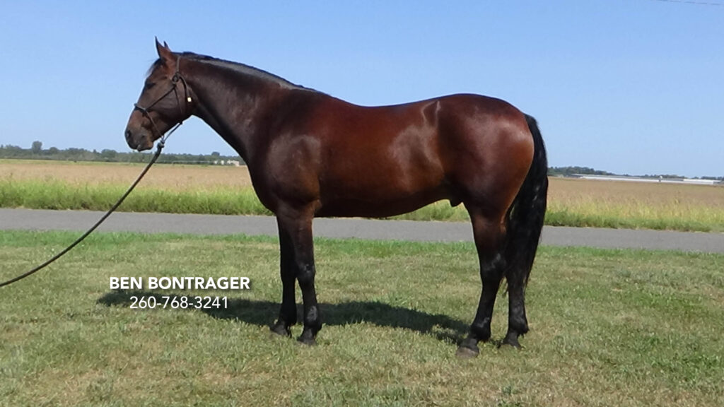 Felix, 2020 Cleveland Bay Cross Gelding