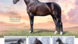 Music Lifter, 2014 Standardbred Stallion