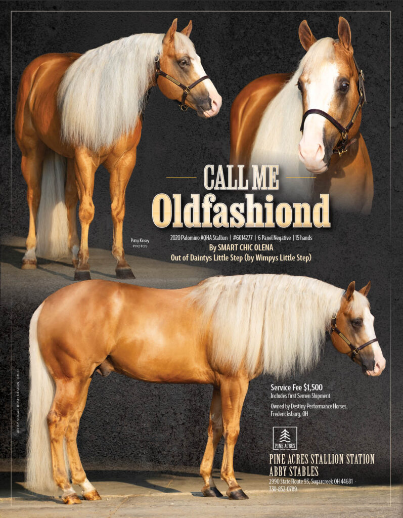 Call Me Old Fashiond - Palomino AQHA Stallion