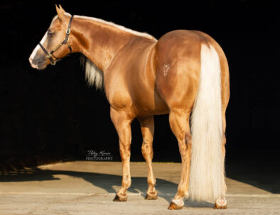 Palomino AQHA Stallion by Smart Chic Olena