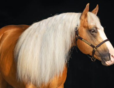 Palomino AQHA Stallion by Smart Chic Olena