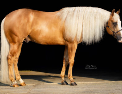 Palomino AQHA Stallion by Smart Chic Olena