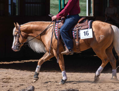 Palomino AQHA Stallion by Smart Chic Olena