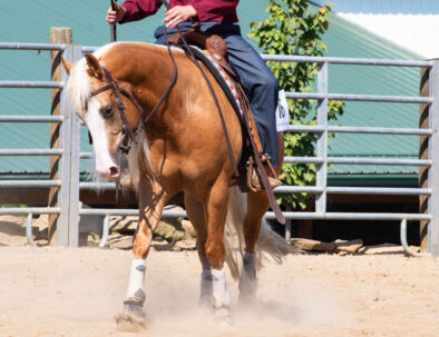 Palomino AQHA Stallion by Smart Chic Olena