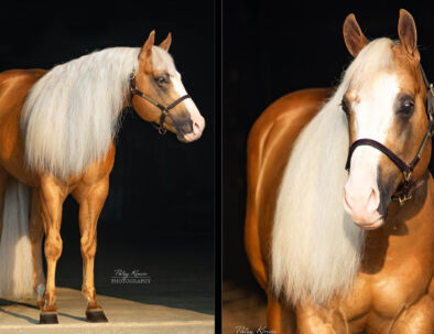 Palomino AQHA Stallion by Smart Chic Olena