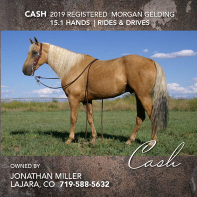 Cash, 2018 Morgan Gelding