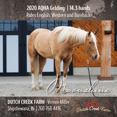 Moonshine, 2020 Palomino AQHA Gelding | Trail Horse, Ranch Horse, Cow Horse