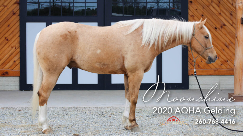 2020 Palomino AQHA Gelding | Trail Horse, Ranch Horse, Cow Horse