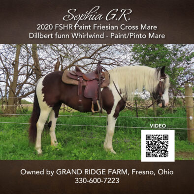 Sophia G. R., 2020 FSHR Paint Friesian Mare