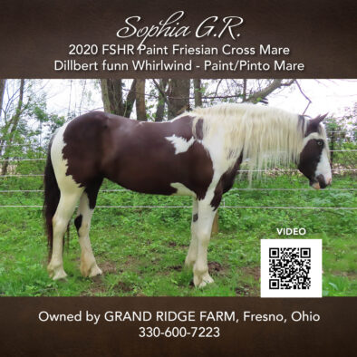 Sophia G. R., 2020 FSHR Paint Friesian Mare