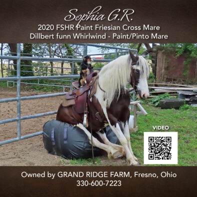 Sophia G. R., 2020 FSHR Paint Friesian Mare