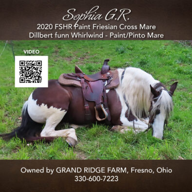 Sophia G. R., 2020 FSHR Paint Friesian Mare