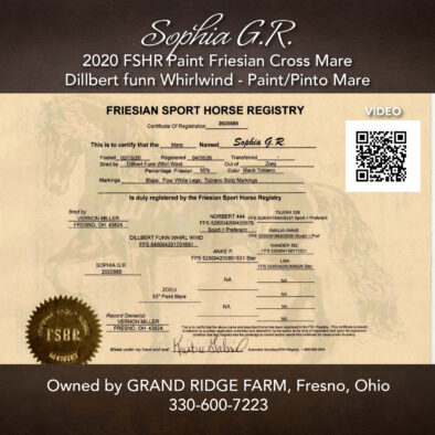 Sophia G. R., 2020 FSHR Paint Friesian Mare