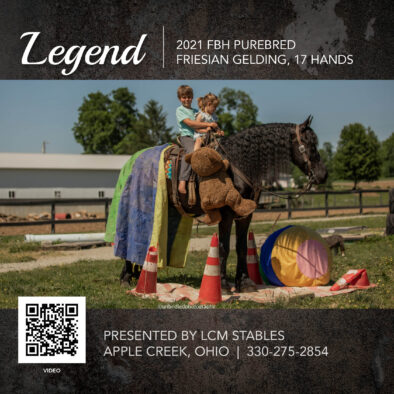 Legend, 2021 FBH registered Friesian Gelding