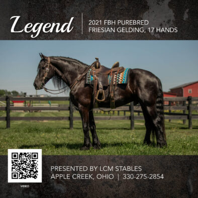 Legend, 2021 FBH registered Friesian Gelding