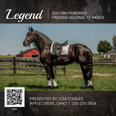Legend, 2021 FBH registered Friesian Gelding