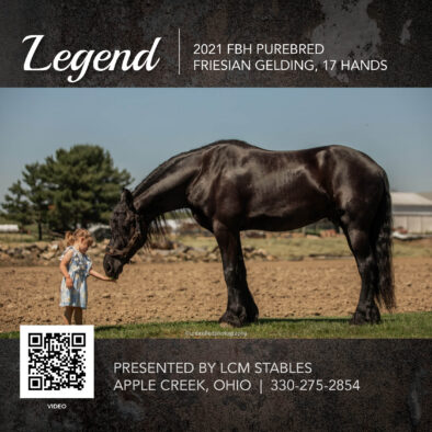 Legend, 2021 FBH registered Friesian Gelding
