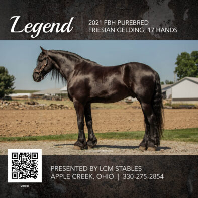 Legend, 2021 FBH registered Friesian Gelding