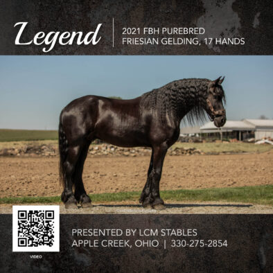 Legend, 2021 FBH registered Friesian Gelding