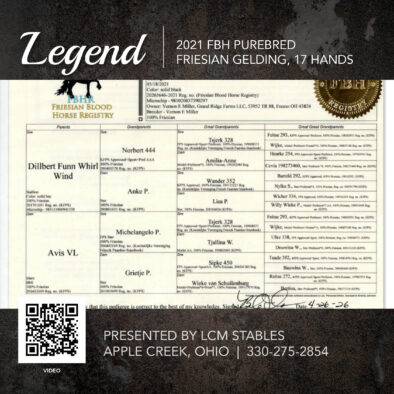 Legend, 2021 FBH registered Friesian Gelding