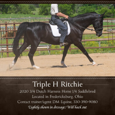 Ritchie, 2020 Dutch Harness Gelding, shown in dressage